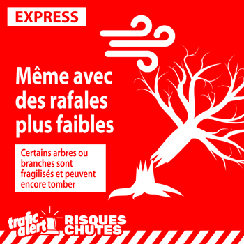 Risques de chutes de branches ou d’arbres